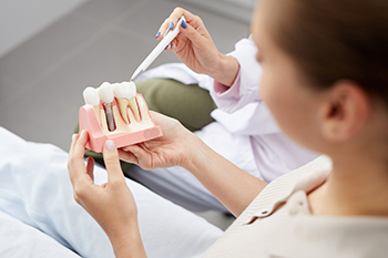 A dentist holding a tooth model with dental tools while examining it closely.